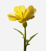 Evening primrose flower