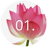 Lotus Flower
