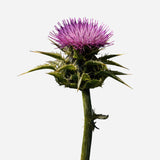 Sérum Brillance